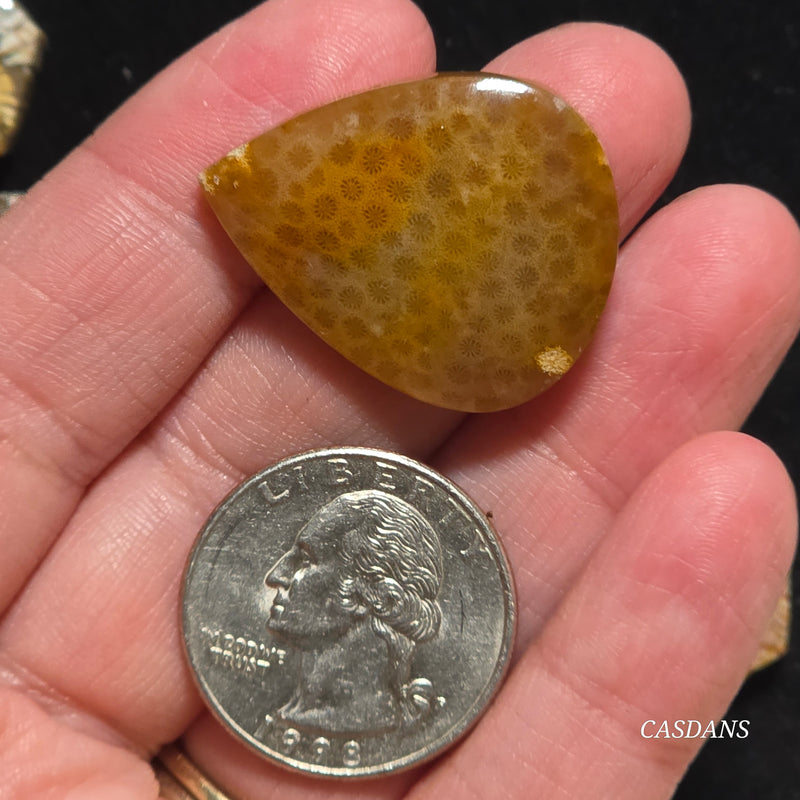 Coral Fossil Cabochon