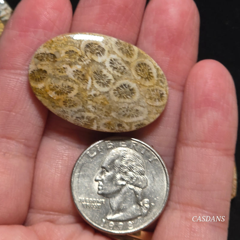 Coral Fossil Cabochon