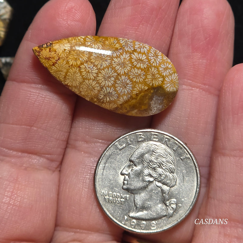 Coral Fossil Cabochon