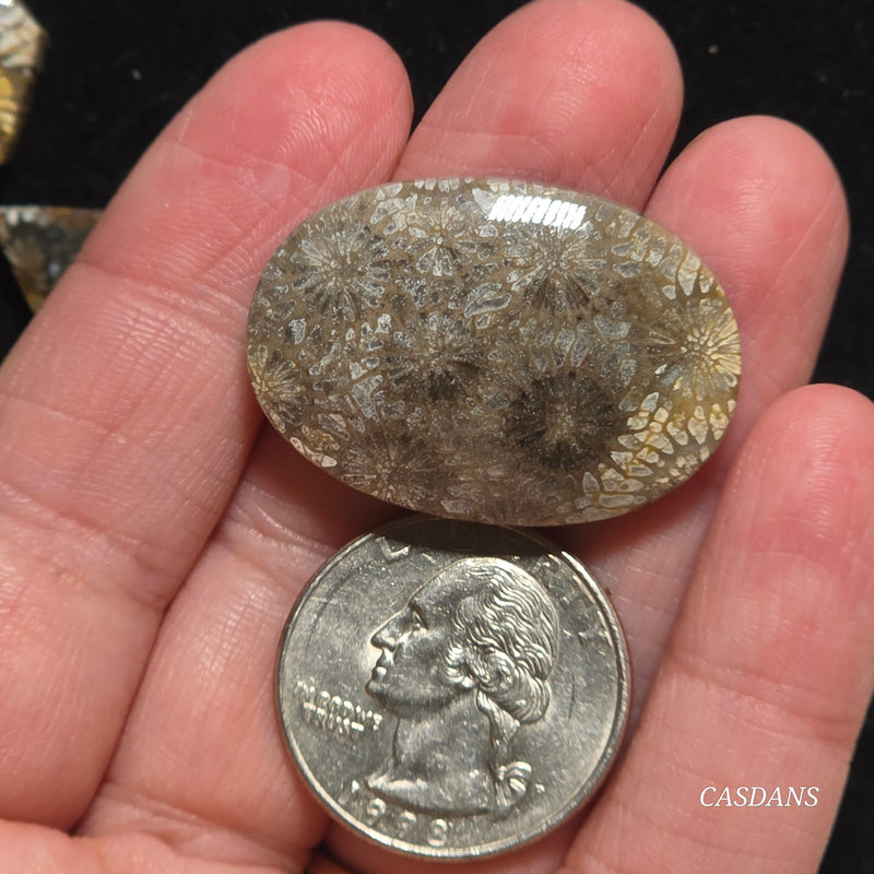 Coral Fossil Cabochon