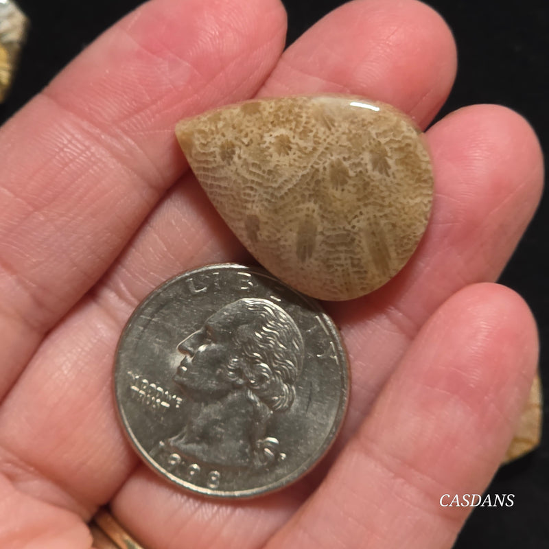 Coral Fossil Cabochon