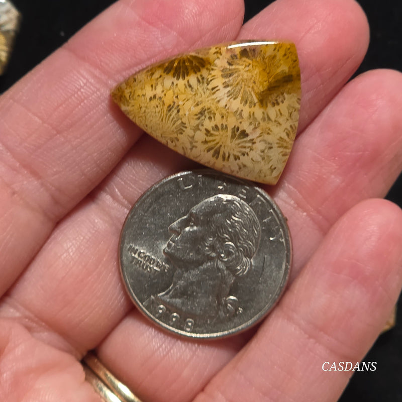 Coral Fossil Cabochon