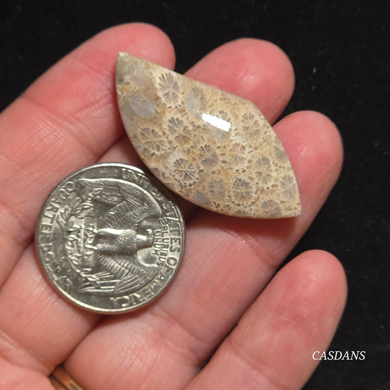 Coral Fossil Cabochon