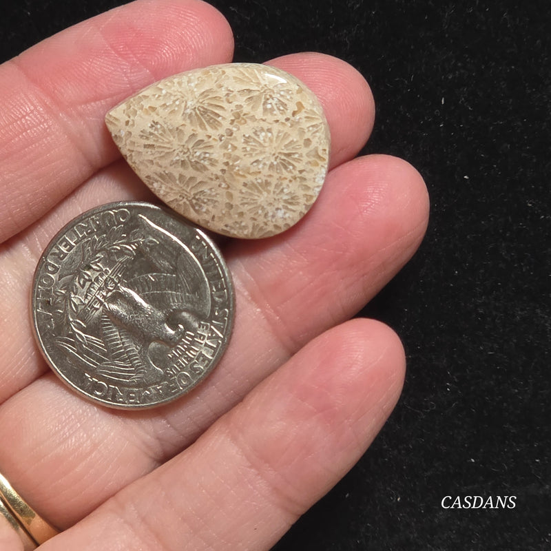 Coral Fossil Cabochon