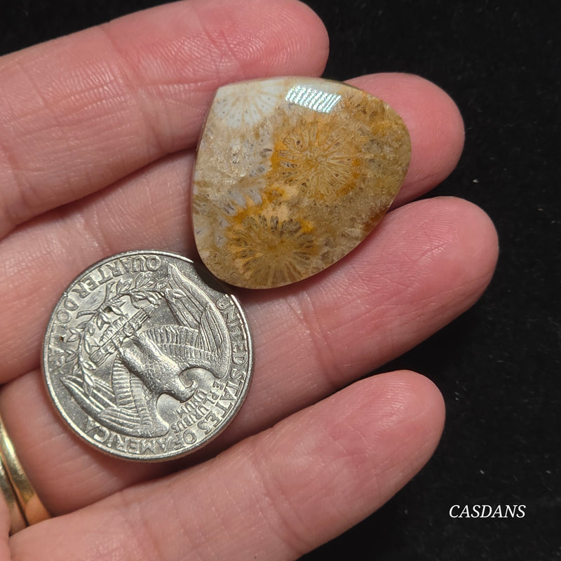 Coral Fossil Cabochon
