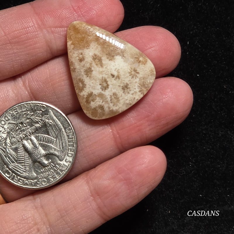 Coral Fossil Cabochon