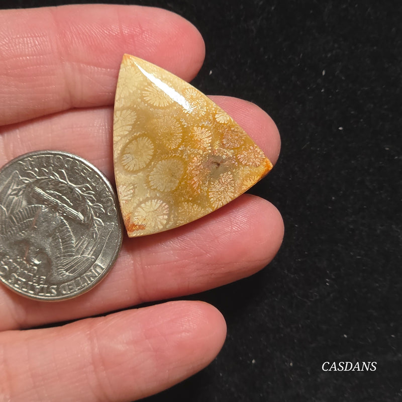 Coral Fossil Cabochon
