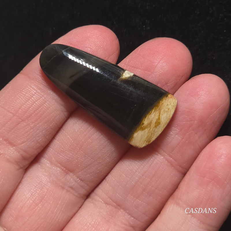 Petrified Wood Cabochon