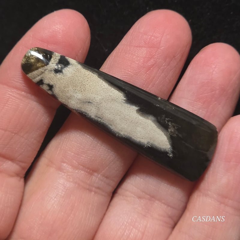 Petrified Wood Cabochon