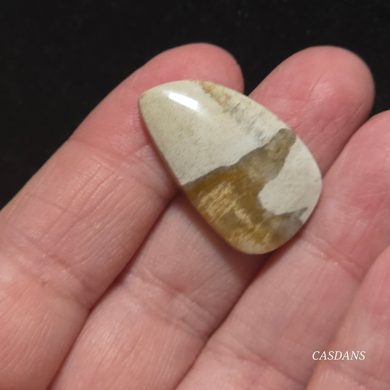 Petrified Wood Cabochon