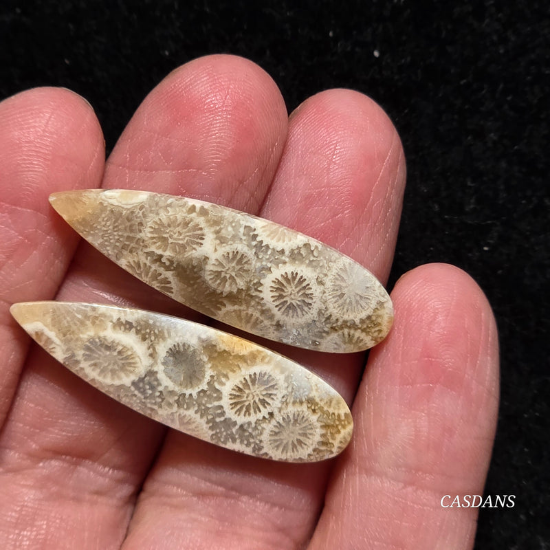 Coral Fossil Cabochon Pair