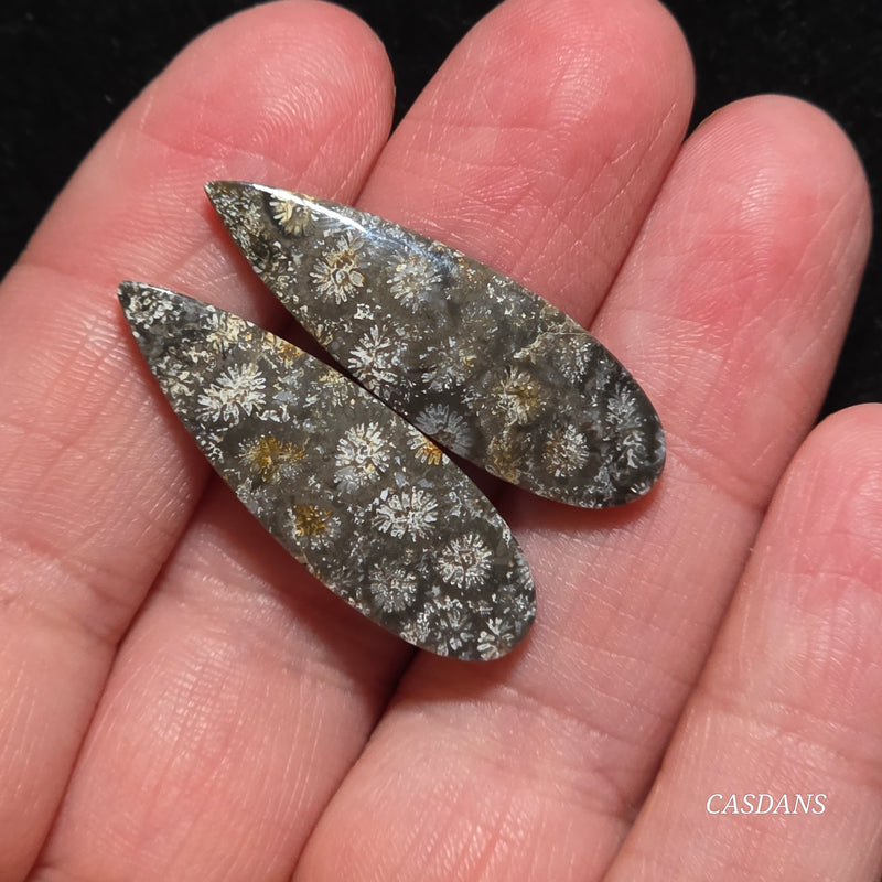 Coral Fossil Cabochon Pair
