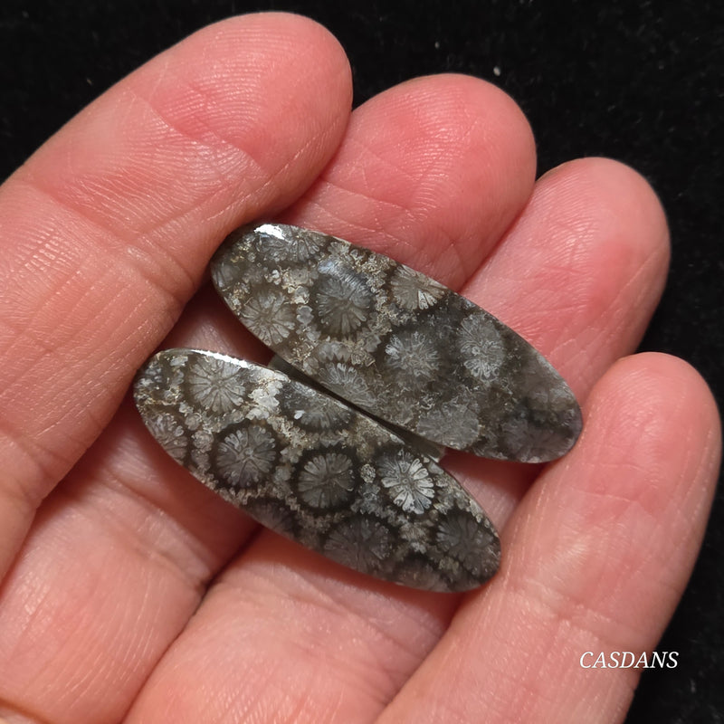 Coral Fossil Cabochon Pair