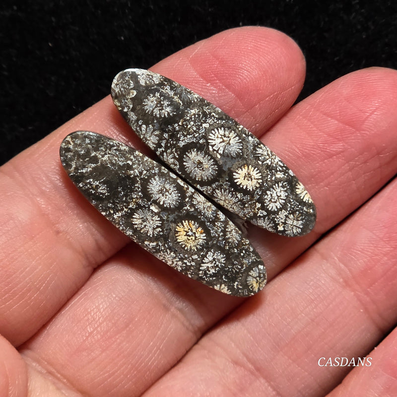 Coral Fossil Cabochon Pair