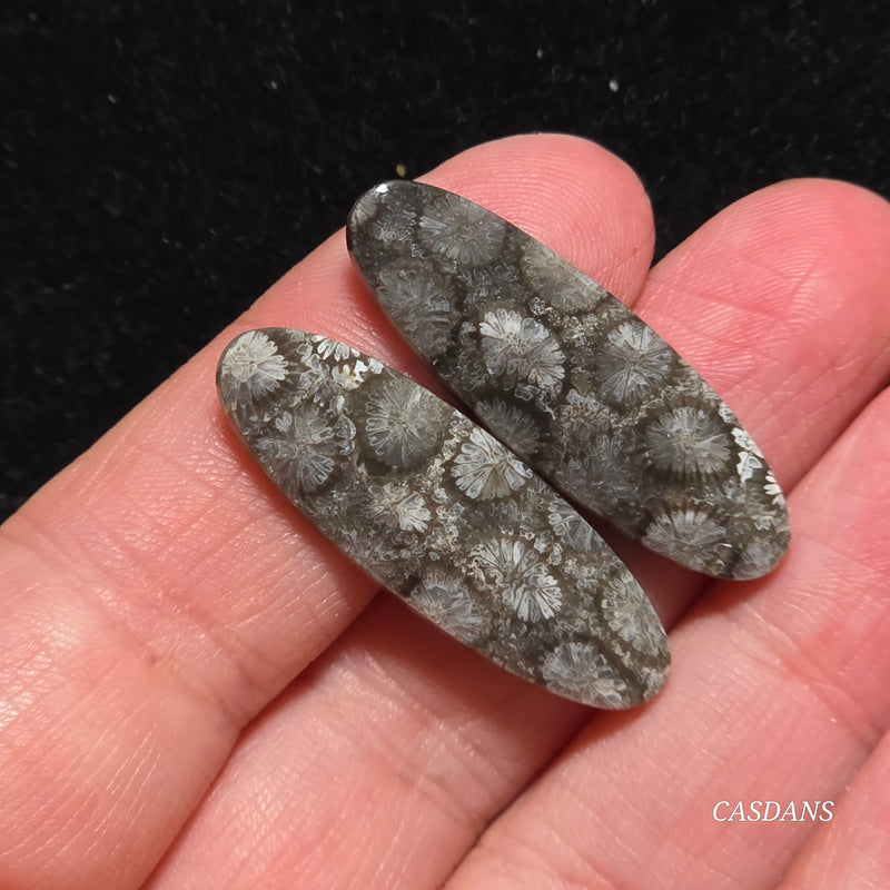 Coral Fossil Cabochon Pair