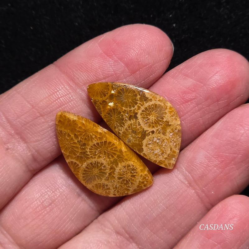 Coral Fossil Cabochon Pair