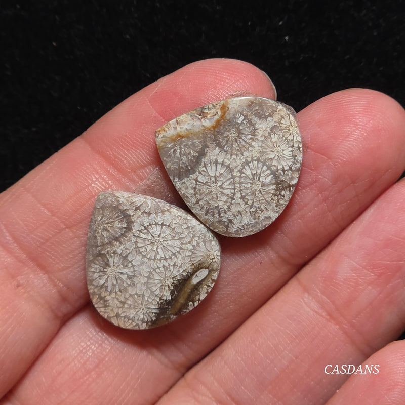 Coral Fossil Cabochon Pair