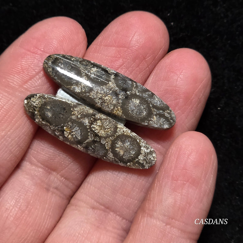 Coral Fossil Cabochon Pair