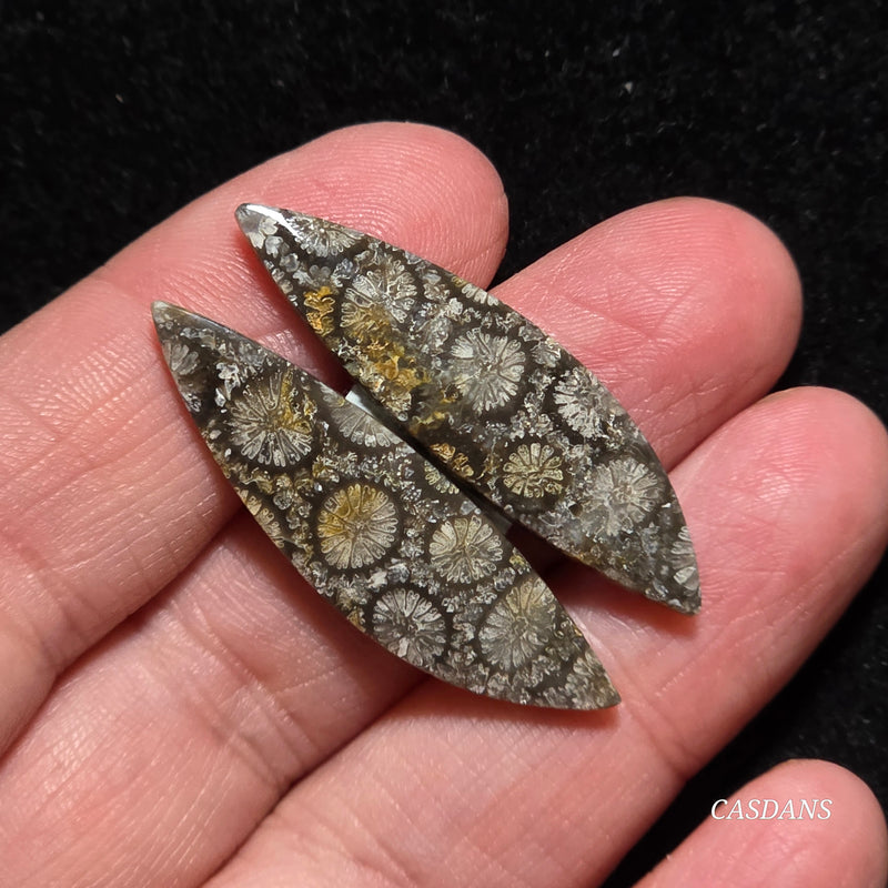 Coral Fossil Cabochon Pair