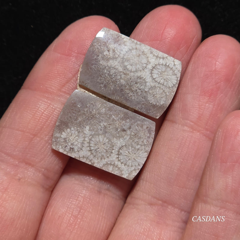 Coral Fossil Cabochon Pair