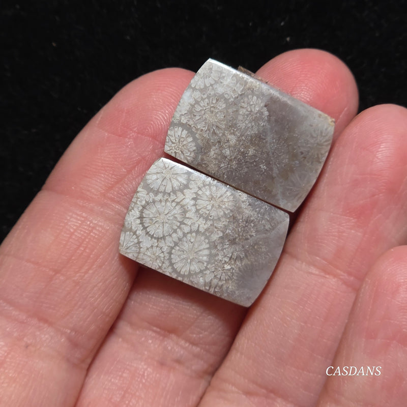 Coral Fossil Cabochon Pair