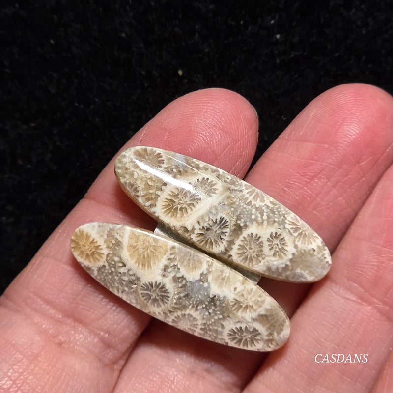 Coral Fossil Cabochon Pair