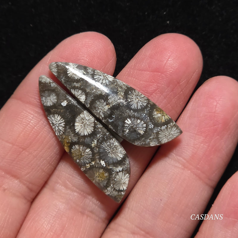 Coral Fossil Cabochon Pair
