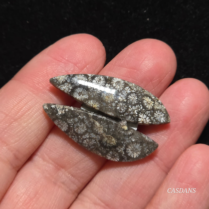 Coral Fossil Cabochon Pair