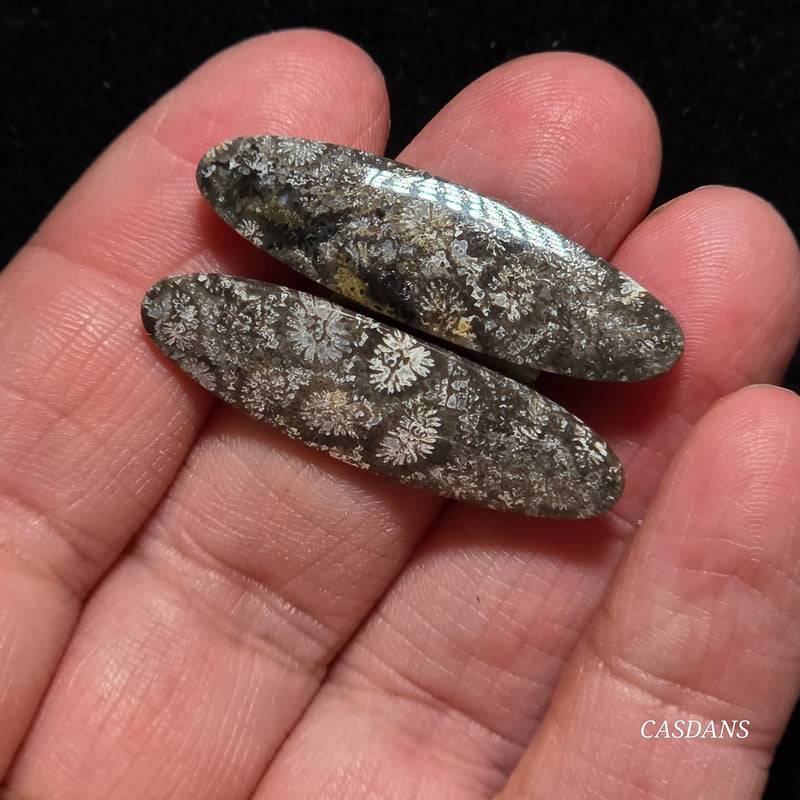 Coral Fossil Cabochon Pair