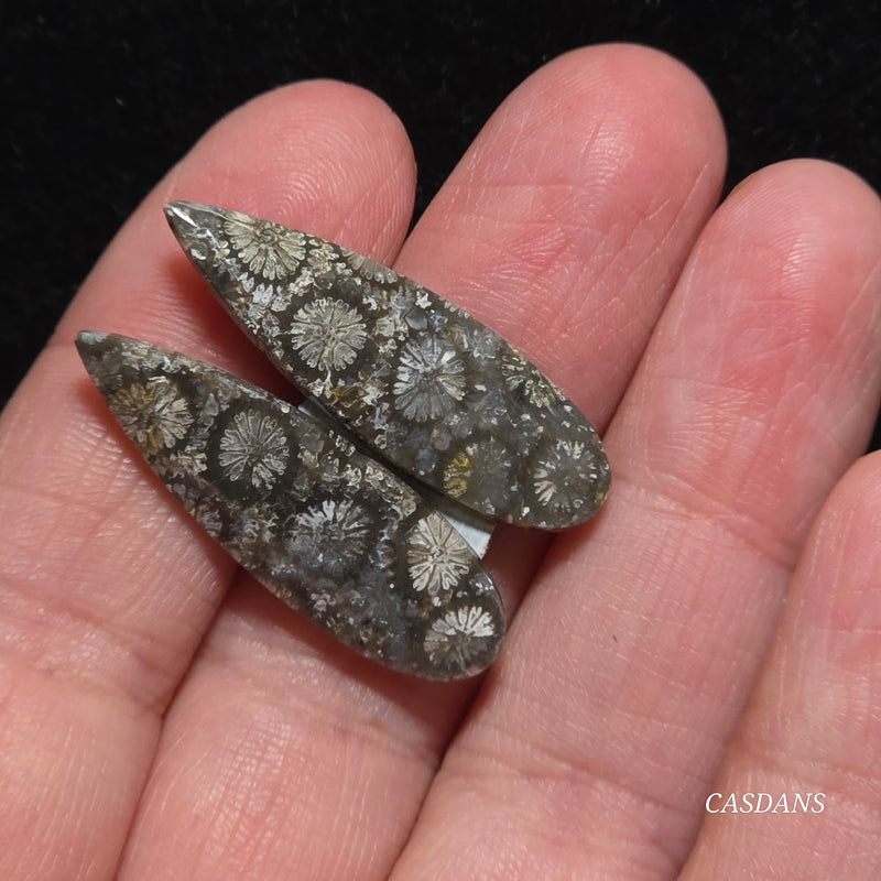 Coral Fossil Cabochon Pair