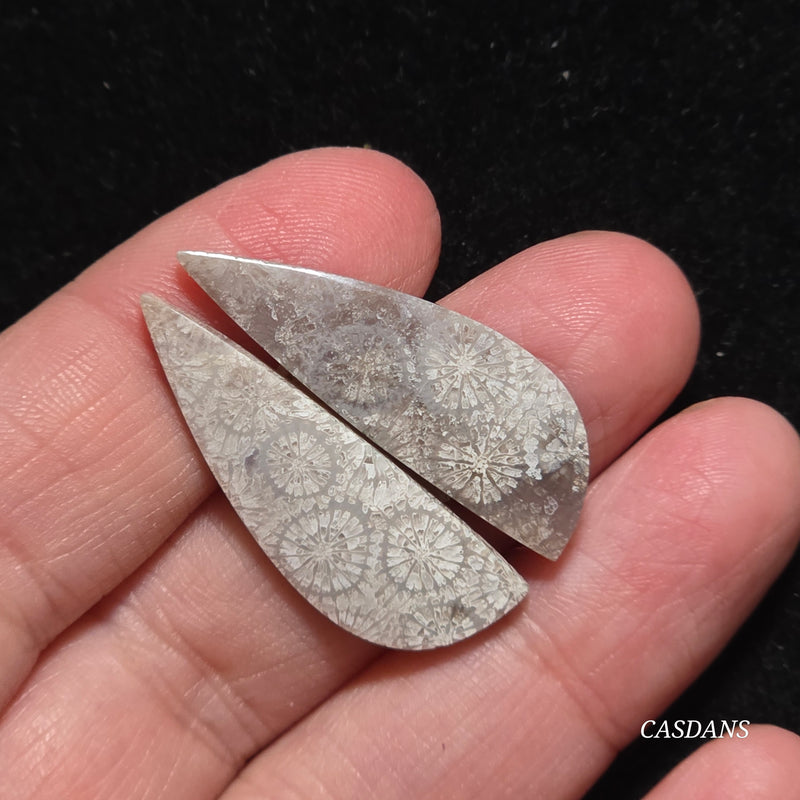 Coral Fossil Cabochon Pair