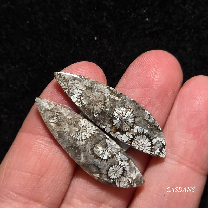 Coral Fossil Cabochon Pair