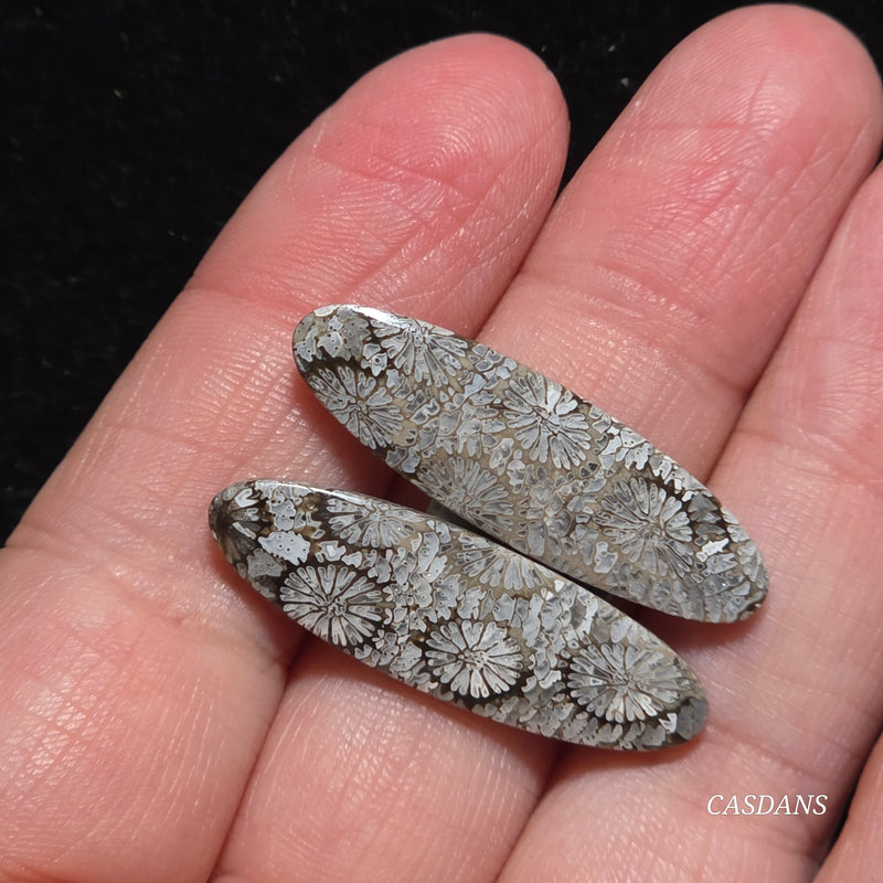 Coral Fossil Cabochon Pair