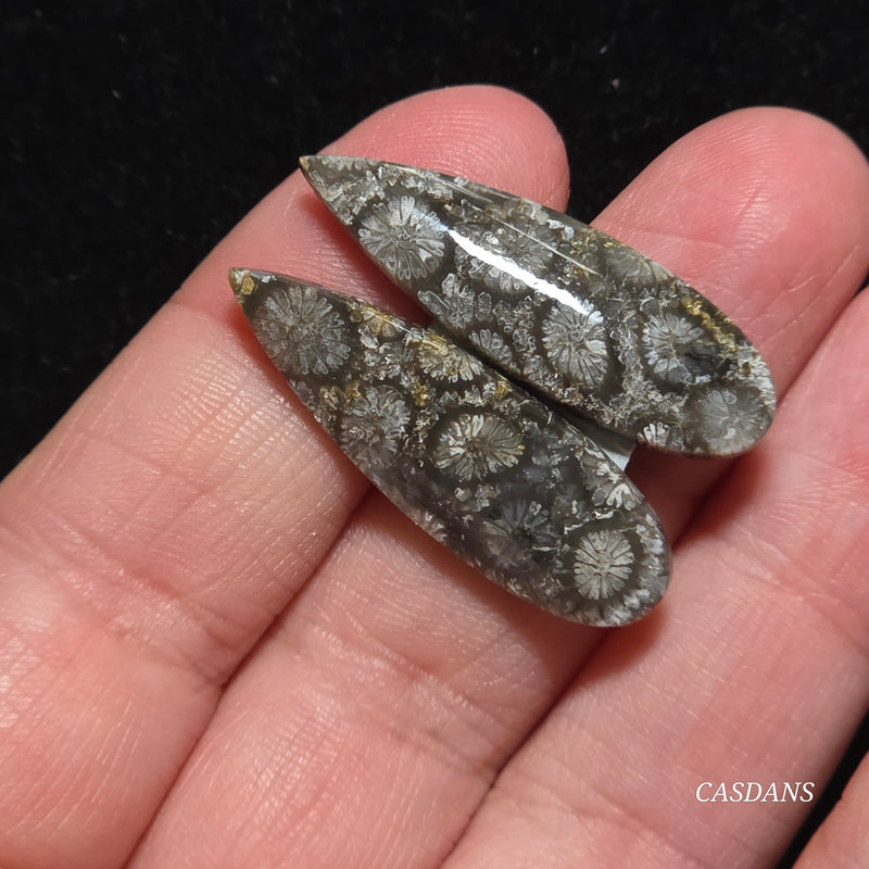 Coral Fossil Cabochon Pair