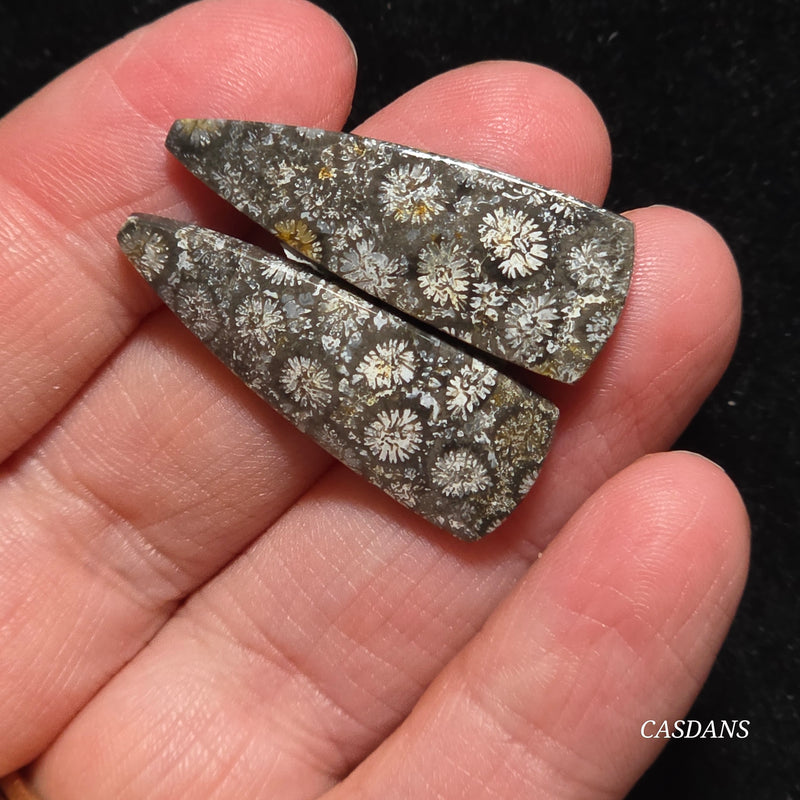 Coral Fossil Cabochon Pair