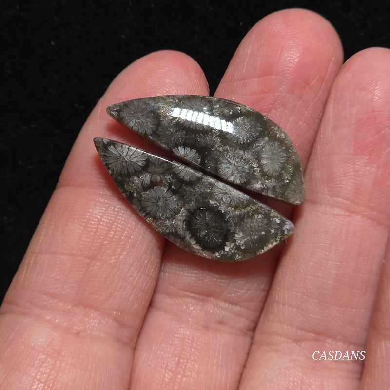 Coral Fossil Cabochon Pair