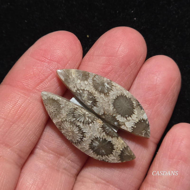 Coral Fossil Cabochon Pair