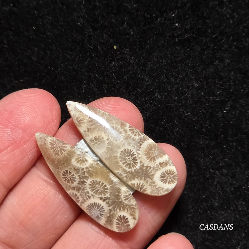 Coral Fossil Cabochon Pair