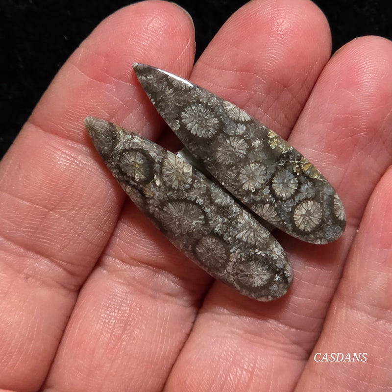 Coral Fossil Cabochon Pair