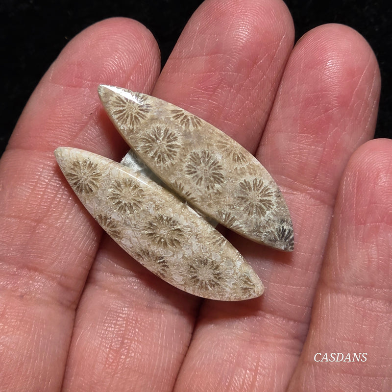 Coral Fossil Cabochon Pair