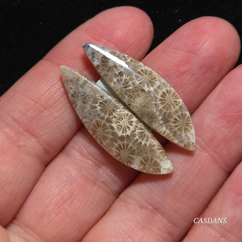 Coral Fossil Cabochon Pair