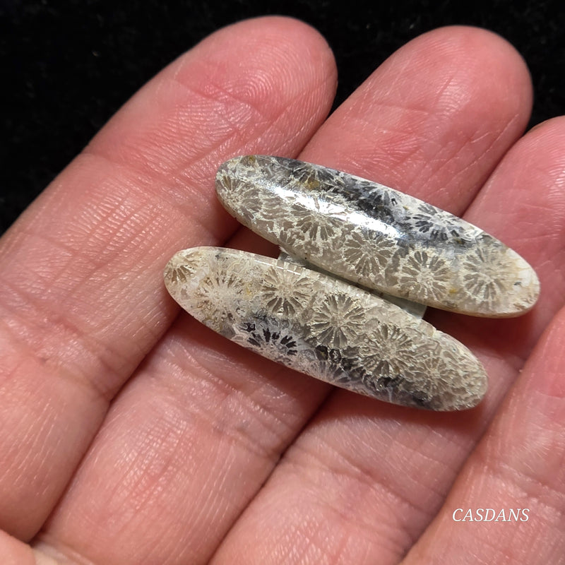Coral Fossil Cabochon Pair