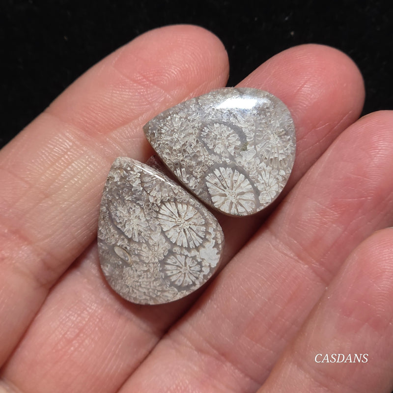 Coral Fossil Cabochon Pair