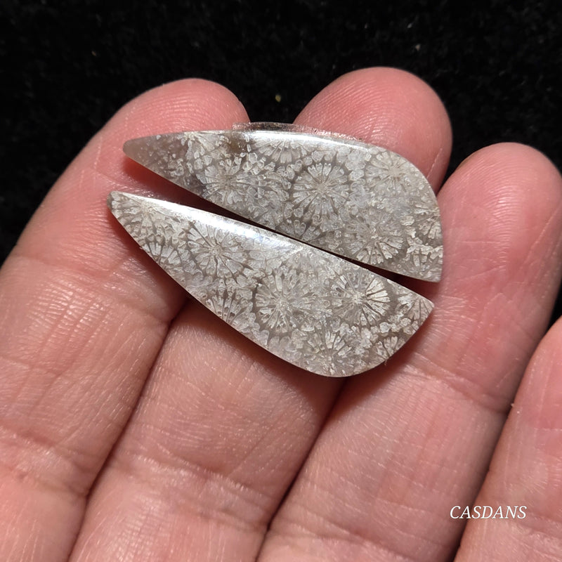 Coral Fossil Cabochon Pair