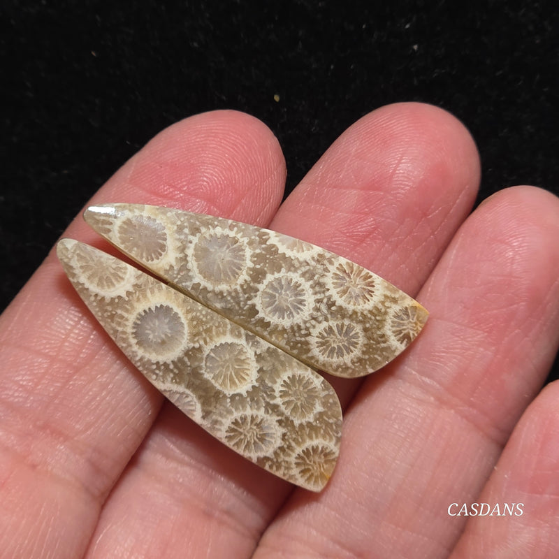 Coral Fossil Cabochon Pair