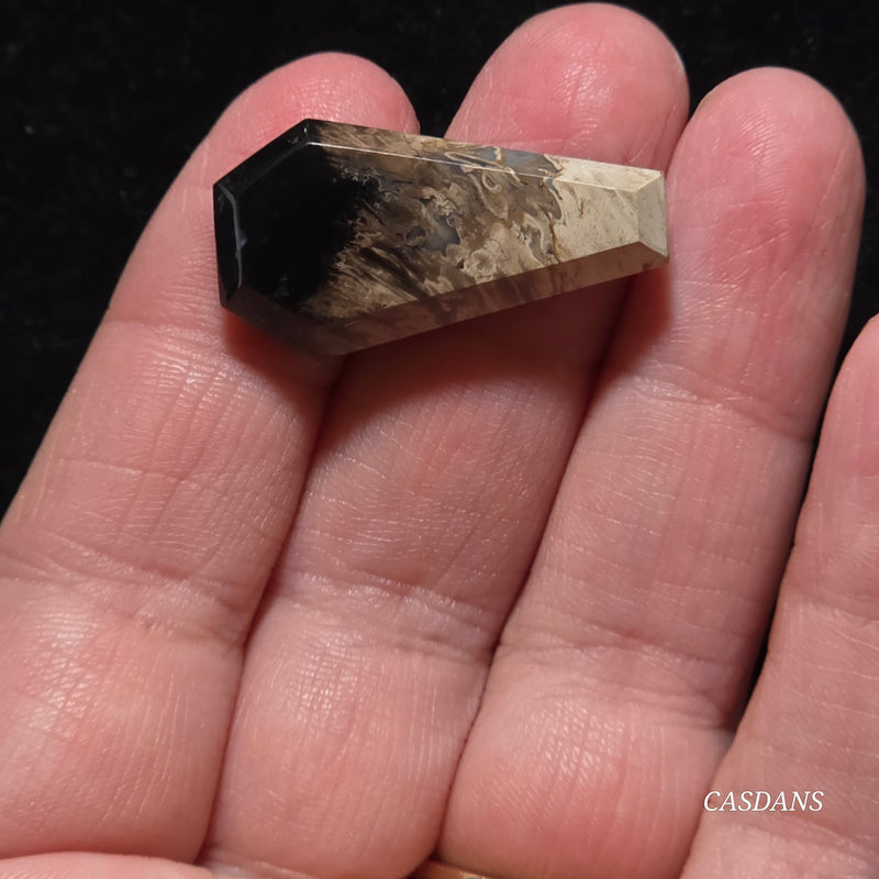 Petrified Palmroot Coffin