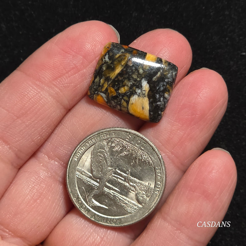 Spondylus Night Composite Cabochon