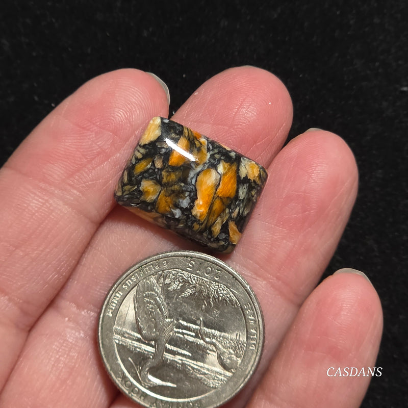 Spondylus Night Composite Cabochon