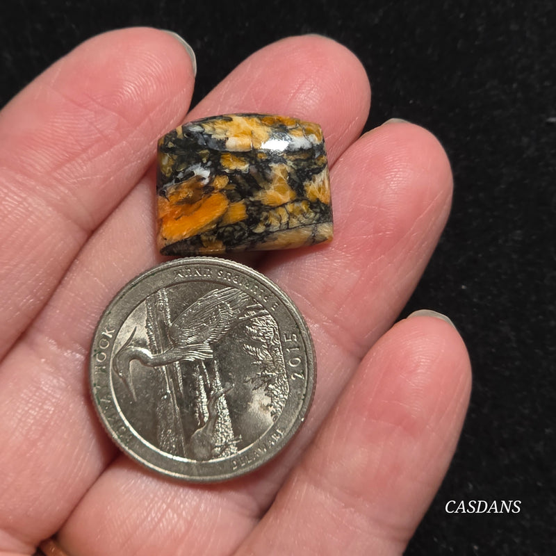 Spondylus Night Composite Cabochon