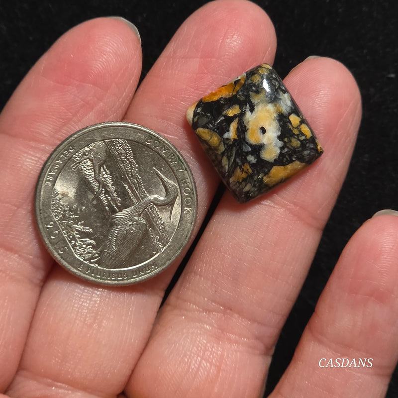 Spondylus Night Composite Cabochon